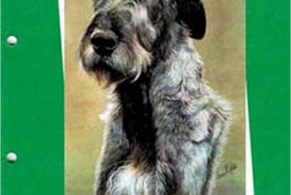 Irish Wolfhound - commento allo standard